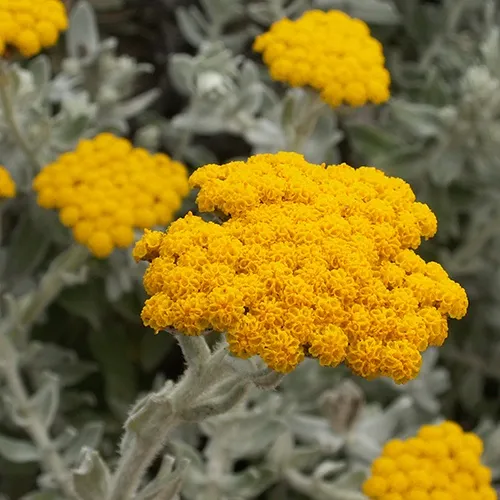 ◇ハーバリウム 239 ひまわりヘリクリサムのbottle *.:。✿*゜¨゜